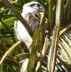 Pandion haliaetus at Port Hedland, WA - 4 Sep 2024