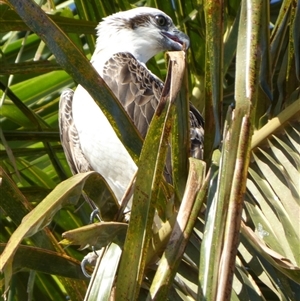 Pandion haliaetus at Port Hedland, WA - suppressed