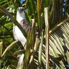 Pandion haliaetus at Port Hedland, WA - suppressed