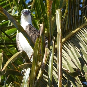 Pandion haliaetus at Port Hedland, WA - suppressed