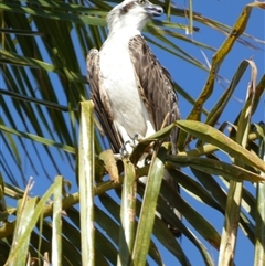 Pandion haliaetus at Port Hedland, WA - 4 Sep 2024