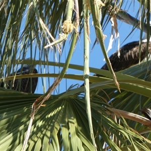 Pandion haliaetus at Port Hedland, WA - suppressed