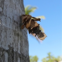 Hyalarcta huebneri (Leafy Case Moth) at Port Hedland, WA - 4 Sep 2024 by Paul4K