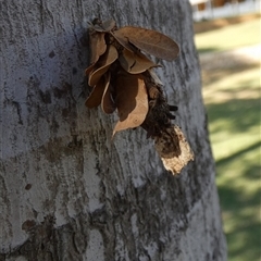 Hyalarcta huebneri at Port Hedland, WA - 4 Sep 2024 11:08 AM