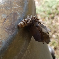 Hyalarcta huebneri at Port Hedland, WA - 4 Sep 2024 11:08 AM