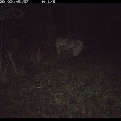 Podargus strigoides at Shannondale, NSW - 3 Oct 2024 by PEdwards