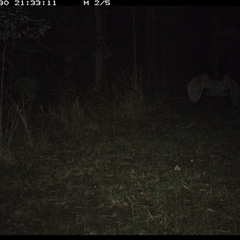 Podargus strigoides at Shannondale, NSW - 3 Oct 2024 07:38 PM