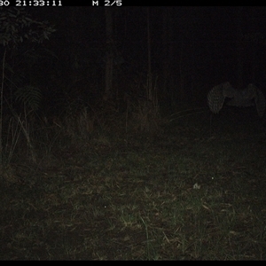 Podargus strigoides at Shannondale, NSW - 3 Oct 2024 07:38 PM