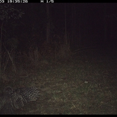 Podargus strigoides at Shannondale, NSW - 3 Oct 2024 07:38 PM