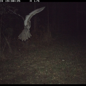 Podargus strigoides at Shannondale, NSW - 3 Oct 2024 07:38 PM