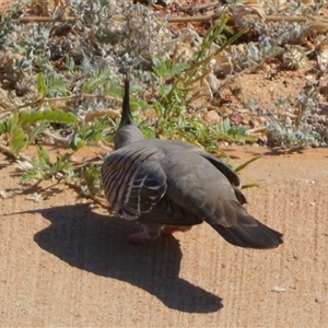 Ocyphaps lophotes (Crested Pigeon) at Port Hedland, WA by Paul4K