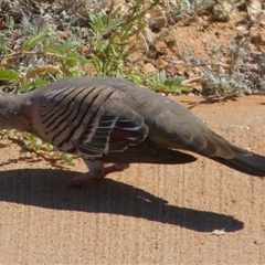 Ocyphaps lophotes at Port Hedland, WA - 4 Sep 2024 11:48 AM