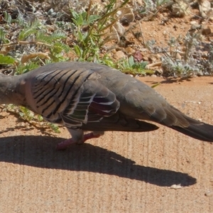 Ocyphaps lophotes at Port Hedland, WA - 4 Sep 2024 11:48 AM