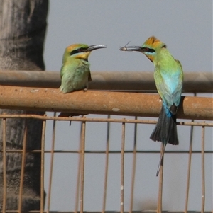 Merops ornatus (Rainbow Bee-eater) at Port Hedland, WA by Paul4K