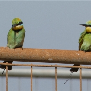 Merops ornatus at Port Hedland, WA - 4 Sep 2024 11:50 AM