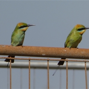 Merops ornatus at Port Hedland, WA - 4 Sep 2024 11:50 AM