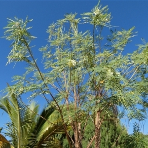 Unidentified Other Shrub at South Hedland, WA by Paul4K