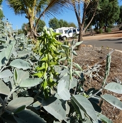 Unidentified Other Shrub at South Hedland, WA - 5 Sep 2024 by Paul4K