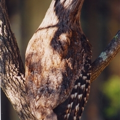 Podargus strigoides (Tawny Frogmouth) at Shannondale, NSW - 7 Oct 2024 by PEdwards