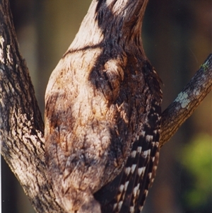 Podargus strigoides at Shannondale, NSW by PEdwards