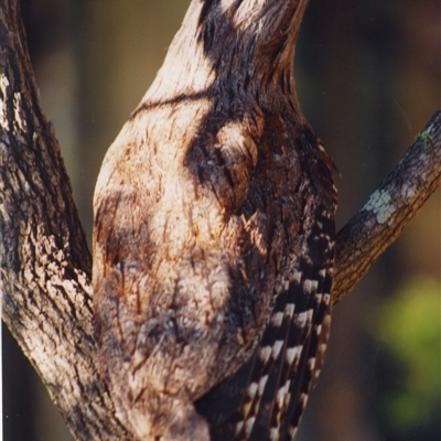 Podargus strigoides (Tawny Frogmouth) at Shannondale, NSW - 7 Oct 2024 by PEdwards