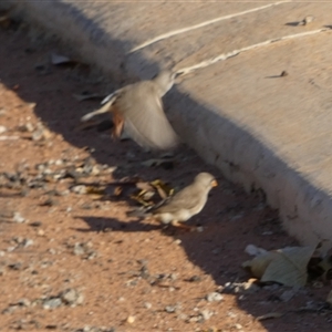 Taeniopygia guttata at South Hedland, WA - 6 Sep 2024