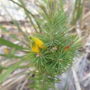 Astroloma pinifolium at Buckland, TAS - 28 Sep 2024