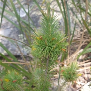 Astroloma pinifolium at Buckland, TAS - 28 Sep 2024