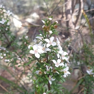 Boronia anemonifolia at Buckland, TAS - 28 Sep 2024