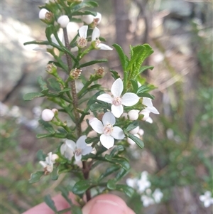 Boronia anemonifolia at Buckland, TAS - 28 Sep 2024