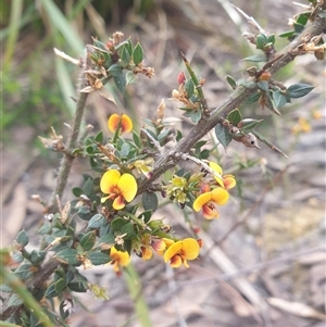 Daviesia sejugata at Buckland, TAS - 28 Sep 2024