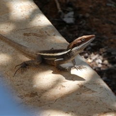 Unidentified Dragon at South Hedland, WA - 6 Sep 2024 by Paul4K