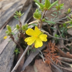 Hibbertia riparia (Erect Guinea-flower) at Buckland, TAS - 27 Sep 2024 by Detritivore