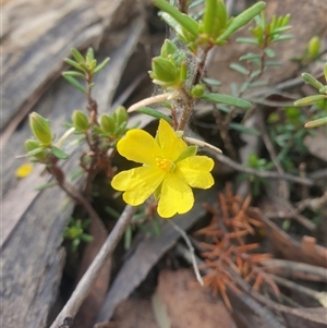 Hibbertia riparia (Erect Guinea-flower) at Buckland, TAS by Detritivore