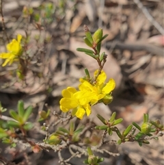 Hibbertia riparia at Buckland, TAS - 28 Sep 2024