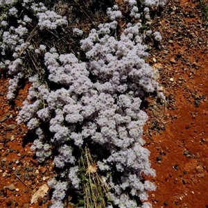 Ptilotus axillaris at Mundabullangana, WA by Paul4K