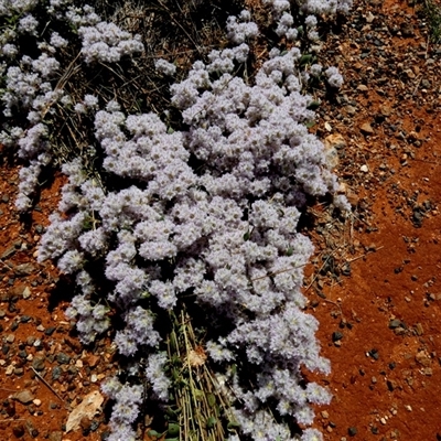 Ptilotus axillaris at Mundabullangana, WA - 7 Sep 2024 by Paul4K