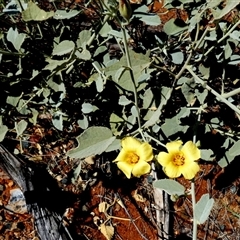 Sida cunninghamii at Mundabullangana, WA - 7 Sep 2024 by Paul4K