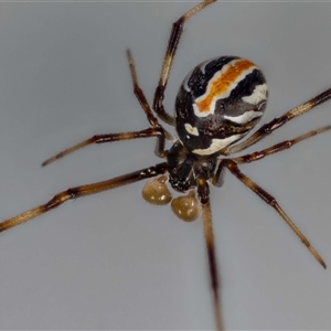 Latrodectus hasselti at Jerrabomberra, NSW - 6 Oct 2024