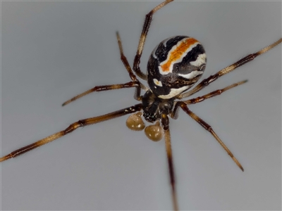 Latrodectus hasselti (Redback Spider) at Jerrabomberra, NSW - 6 Oct 2024 by MarkT