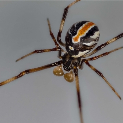 Latrodectus hasselti (Redback Spider) at Jerrabomberra, NSW - 6 Oct 2024 by MarkT