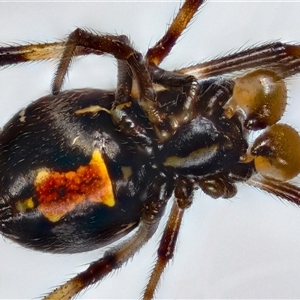 Latrodectus hasselti at Jerrabomberra, NSW - 6 Oct 2024