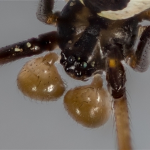 Latrodectus hasselti at Jerrabomberra, NSW - 6 Oct 2024