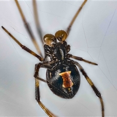 Latrodectus hasselti at Jerrabomberra, NSW - 6 Oct 2024