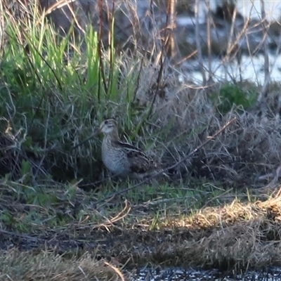 Gallinago hardwickii (Latham's Snipe) at Fyshwick, ACT - 6 Oct 2024 by JimL