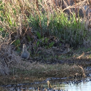 Gallinago hardwickii at Fyshwick, ACT - suppressed