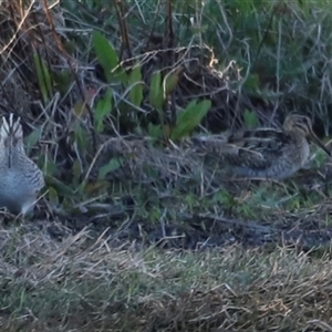 Gallinago hardwickii at Fyshwick, ACT - suppressed