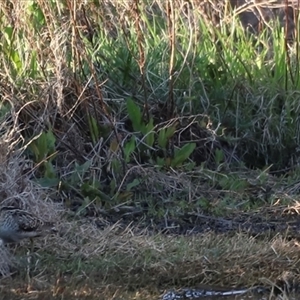 Gallinago hardwickii at Fyshwick, ACT - suppressed