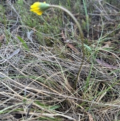 Microseris walteri (Yam Daisy, Murnong) at Hackett, ACT - 6 Oct 2024 by Louisab