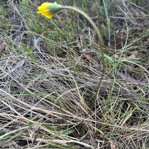 Microseris walteri at Hackett, ACT - 7 Oct 2024